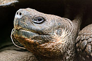 Picture 'Eq1_15_26 Galapagos Giant Tortoise, Tortoise, Galapagos, Santa Cruz, Highlands'